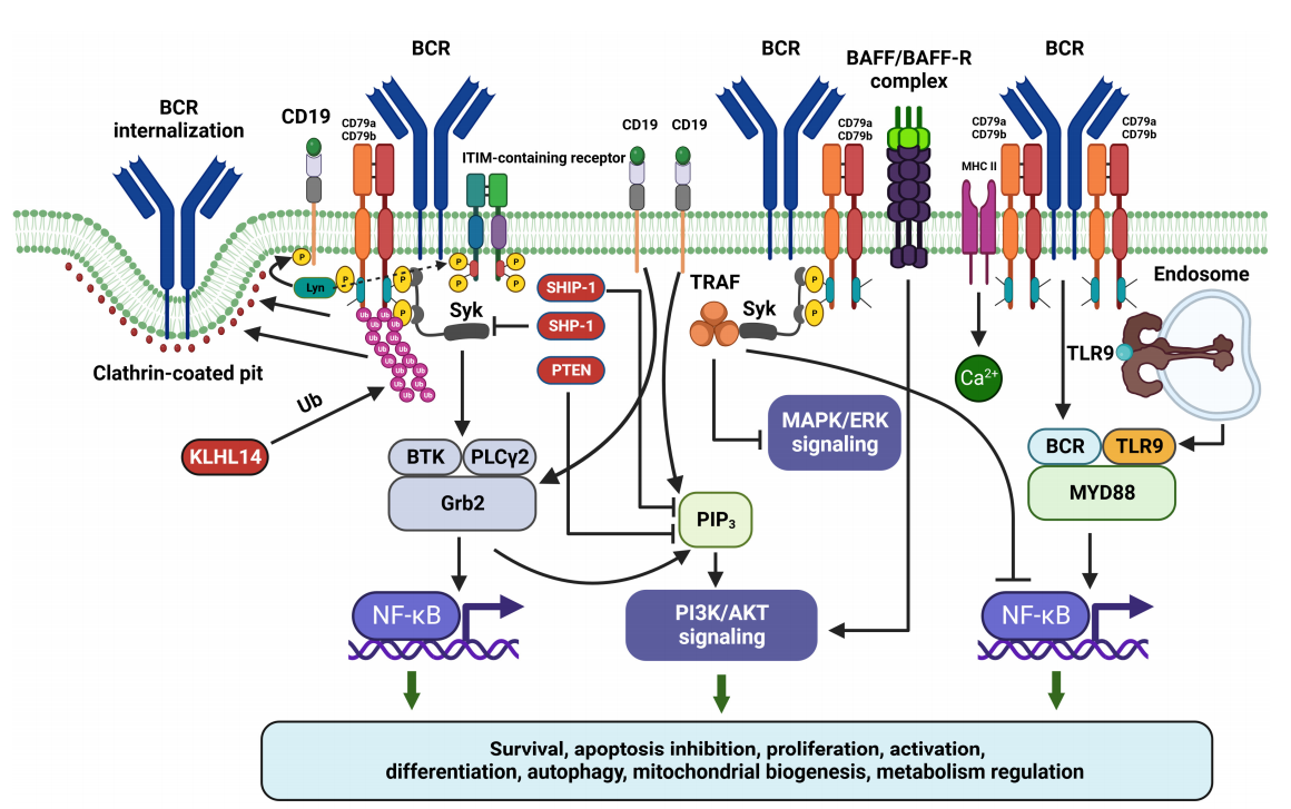 CD79 is a therapeutic target for B-cell lymphoma